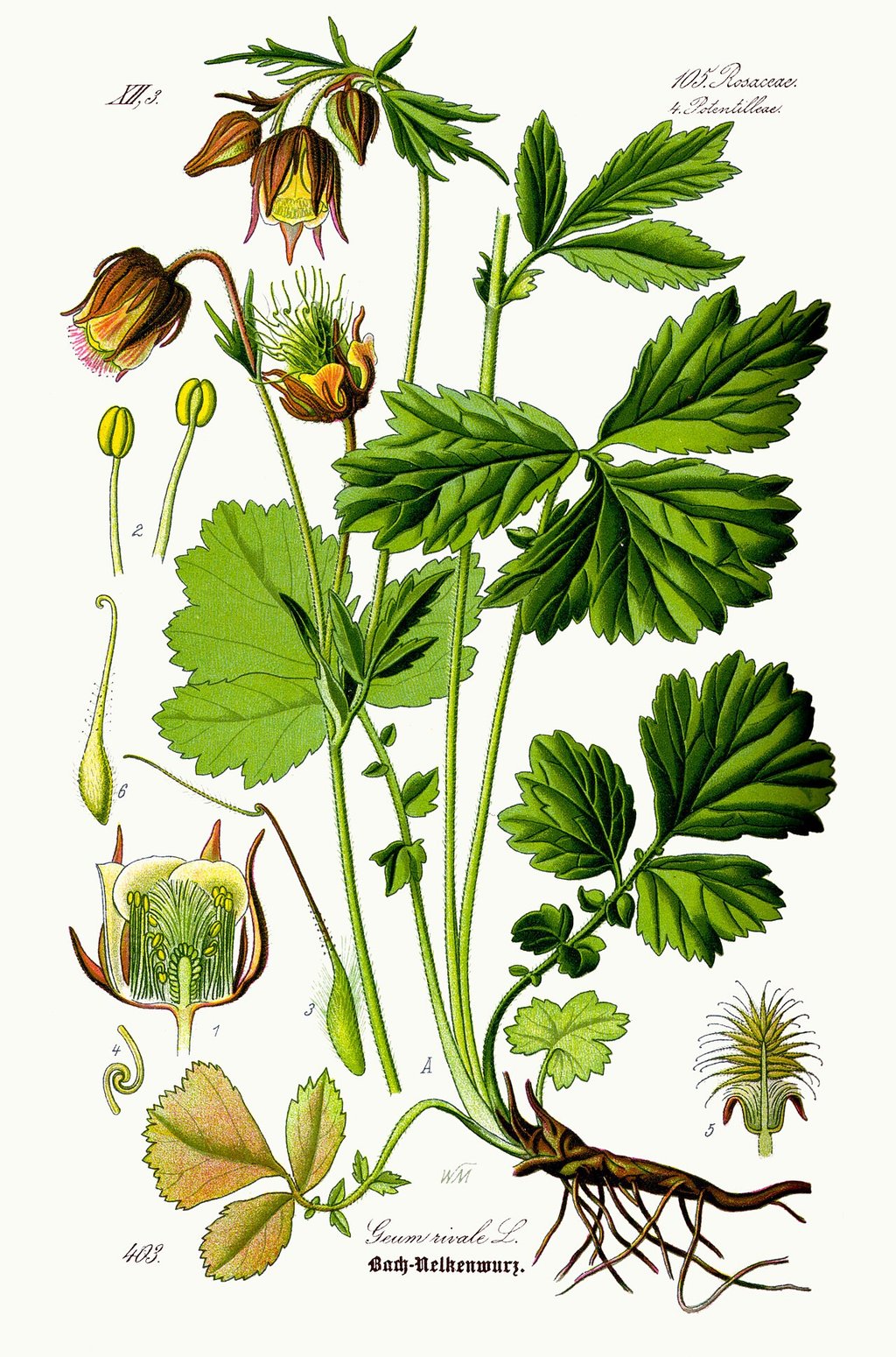 Illustration symbolique pour William Morris